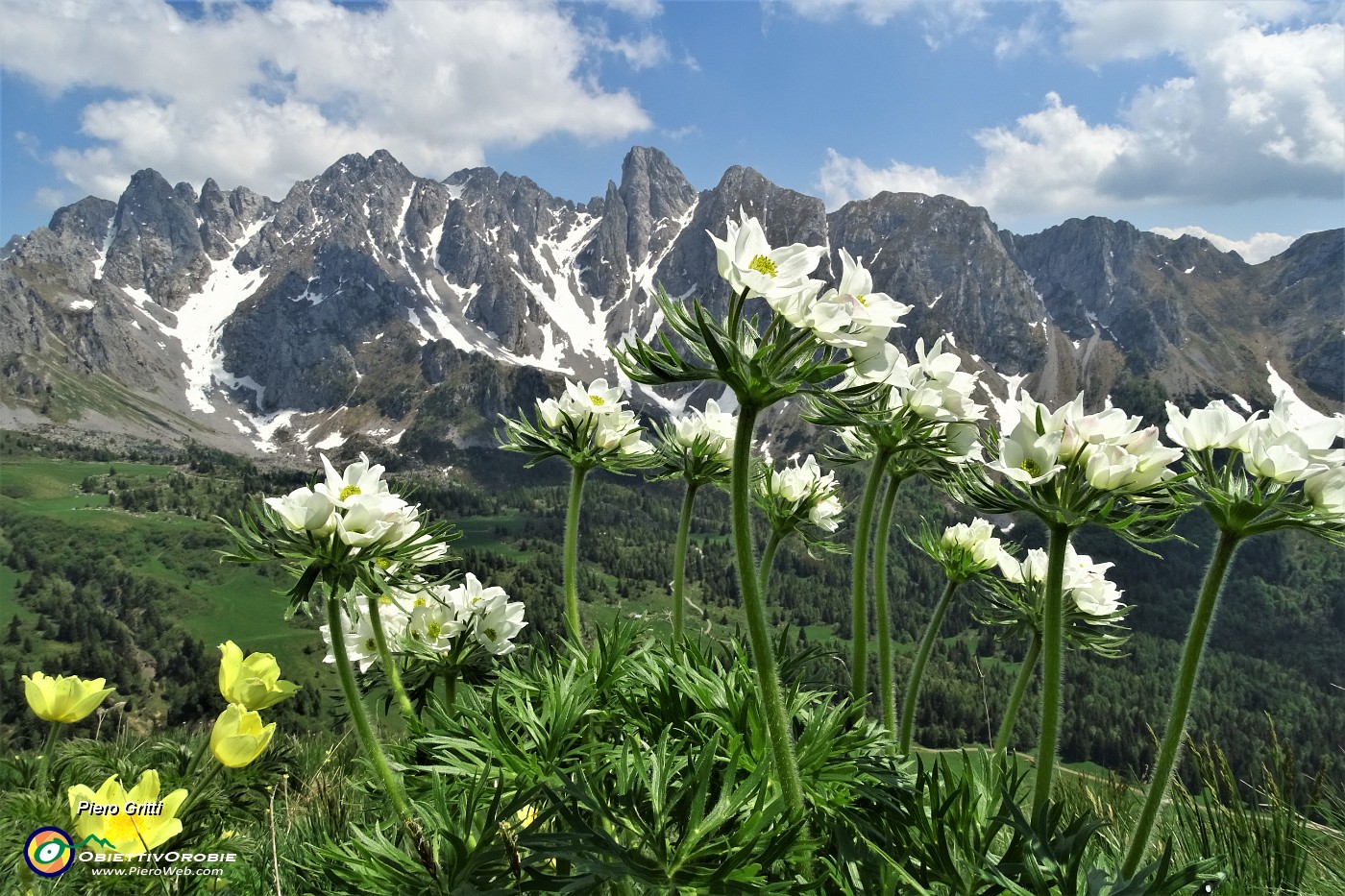 58 Spettacolo di anemone narcissino con Piccole Dolomiti Scalvine.JPG